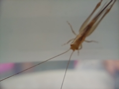 Conocephalus maculatus