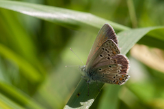 Aricia artaxerxes