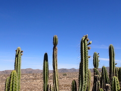 Corryocactus brevistylus