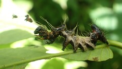 Harrisimemna trisignata