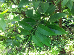 Cinnamomum osmophloeum