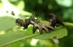 Harrisimemna trisignata