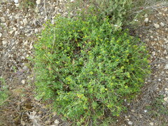 Euphorbia spinosa