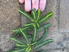 Phyllanthus urinaria