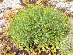 Euphorbia spinosa