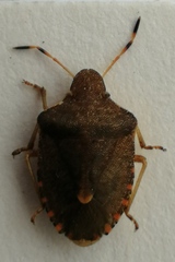 Peribalus strictus