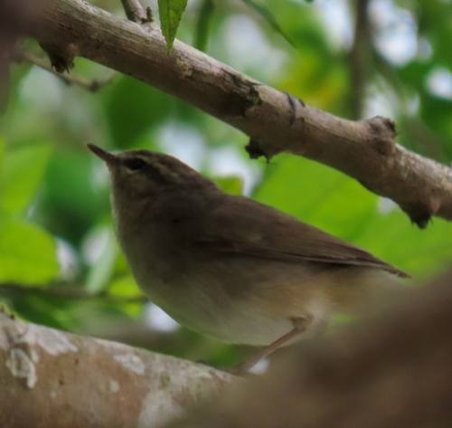 Mosquitero sombrío (Phylloscopus fuscatus)