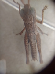 Pseudoxya