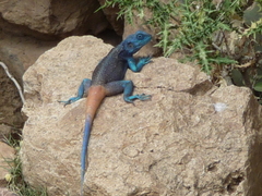 Acanthocercus adramitanus