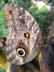 Caligo brasiliensis