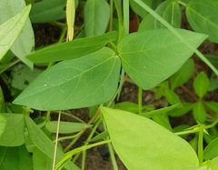 Vigna vexillata