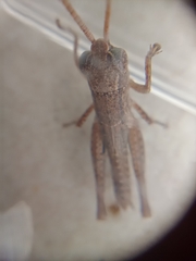 Pseudoxya