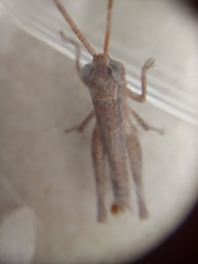 Pseudoxya