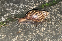 Lissachatina fulica