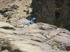 Acanthocercus yemensis