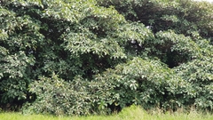 Ficus lutea