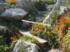 Crocosmia × crocosmiiflora