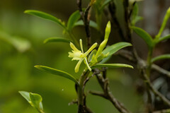 Epidendrum