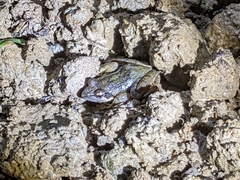 Rana longicrus