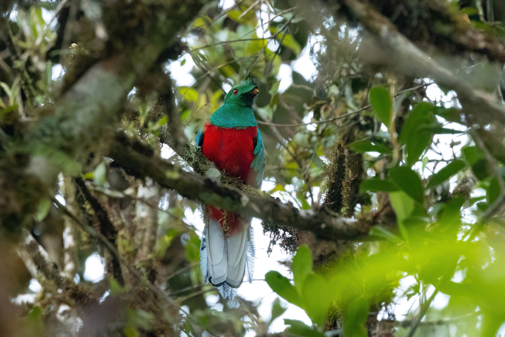 Crested Quetzal
