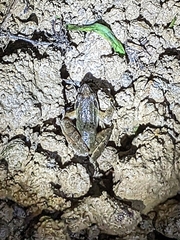Rana longicrus
