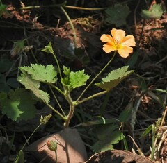 Modiolastrum malvifolium