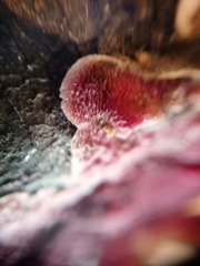 Hypomyces rosellus