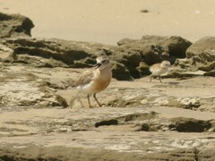 Charadrius obscurus aquilonius