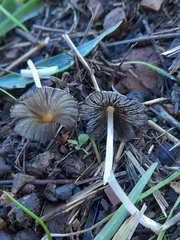 Coprinellus bipellis