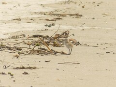 Charadrius obscurus aquilonius