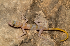 Asaccus platyrhynchus