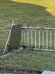 Cardinalis cardinalis