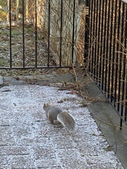 Cardinalis cardinalis