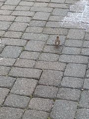 Cardinalis cardinalis