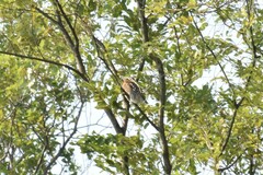 Glaucidium cuculoides
