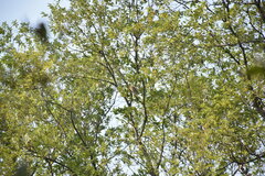 Glaucidium cuculoides