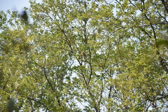 Glaucidium cuculoides