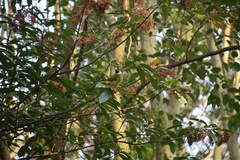 Spizixos semitorques