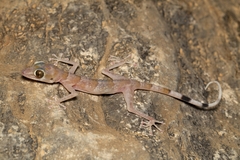 Asaccus platyrhynchus