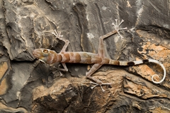 Asaccus platyrhynchus