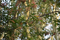 Spizixos semitorques