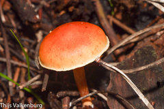 Gymnopilus penetrans