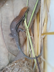 Eutropis macularia