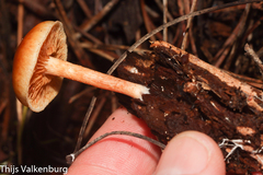 Gymnopilus penetrans