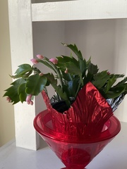 Schlumbergera