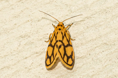 Miltochrista conjunctana