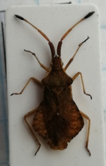 Syromastus rhombeus