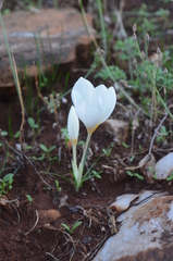 Crocus boryi
