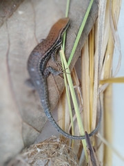 Eutropis macularia