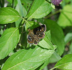 Piruna penaea
